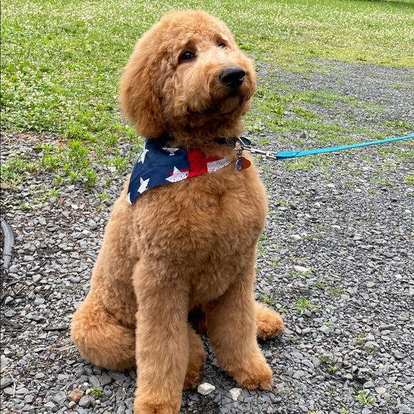 Meet Your Fellow Posh Addict 💜 - Picture 7 of 9